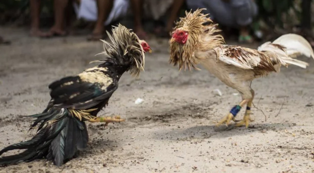 泰國 宣布：將合法化「動物格鬥賭博」 鬥雞